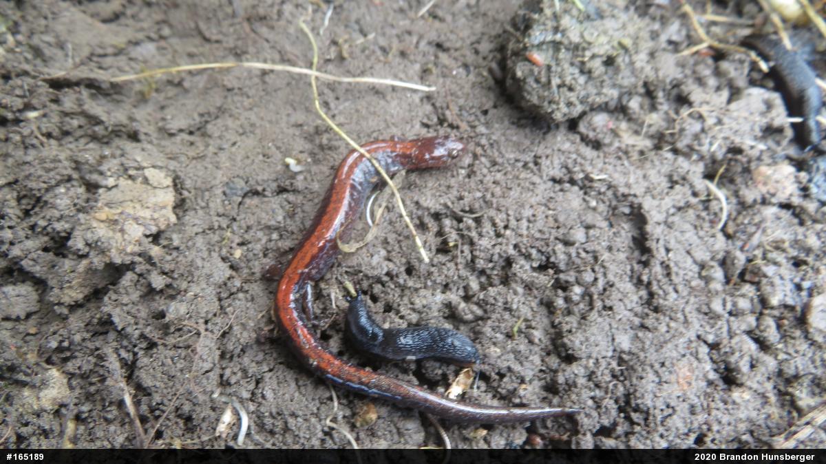 Eastern Red-backed  Salamander