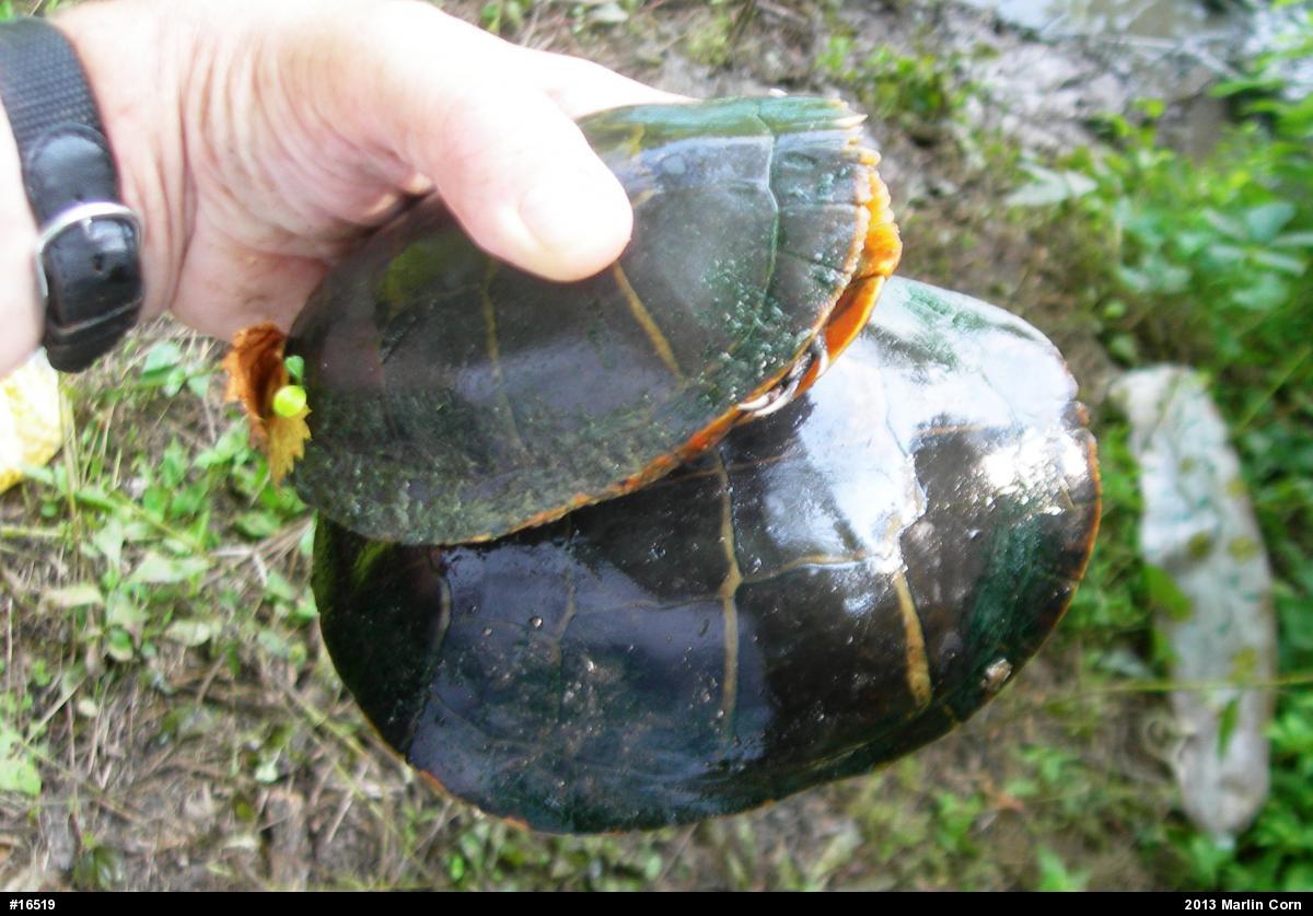 Painted Turtle