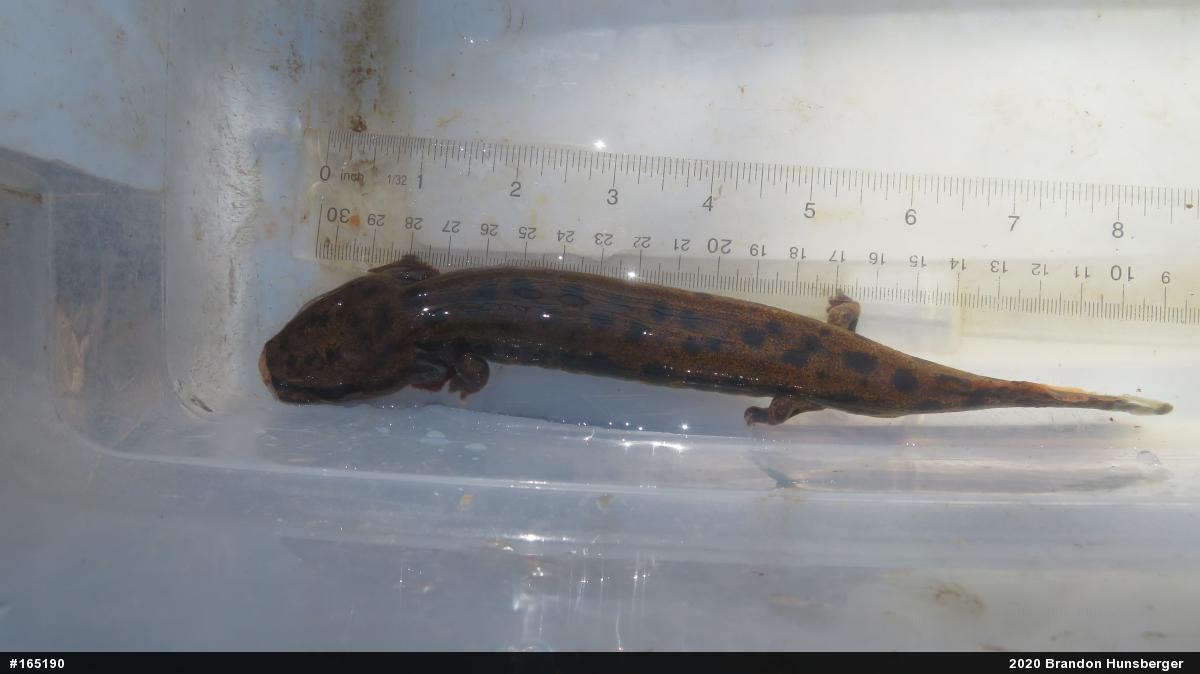 Common Mudpuppy
