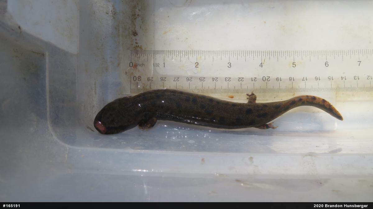 Common Mudpuppy