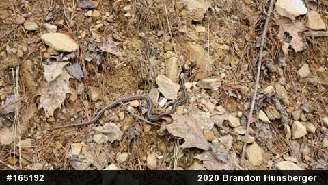Eastern Gartersnake