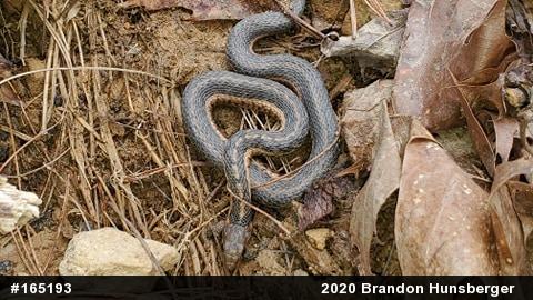 Eastern Gartersnake
