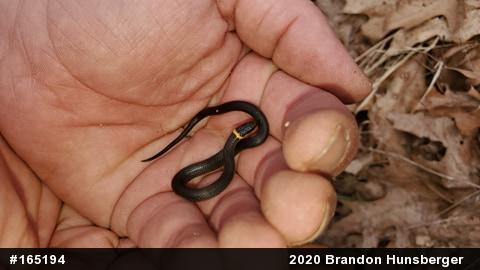 Northern Ring-necked Snake