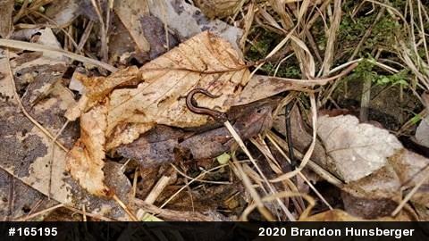 Eastern Red-backed  Salamander