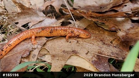 Northern Red Salamander
