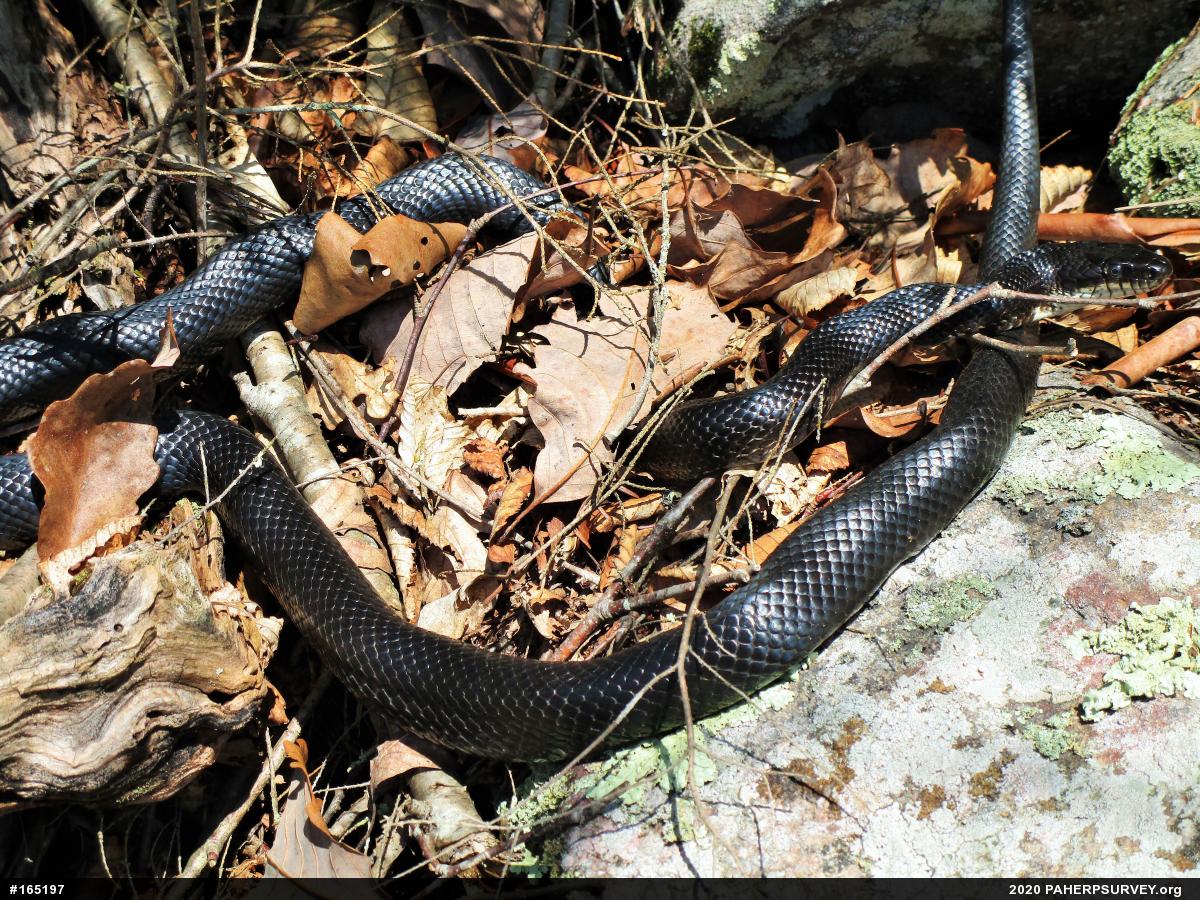 Eastern Ratsnake