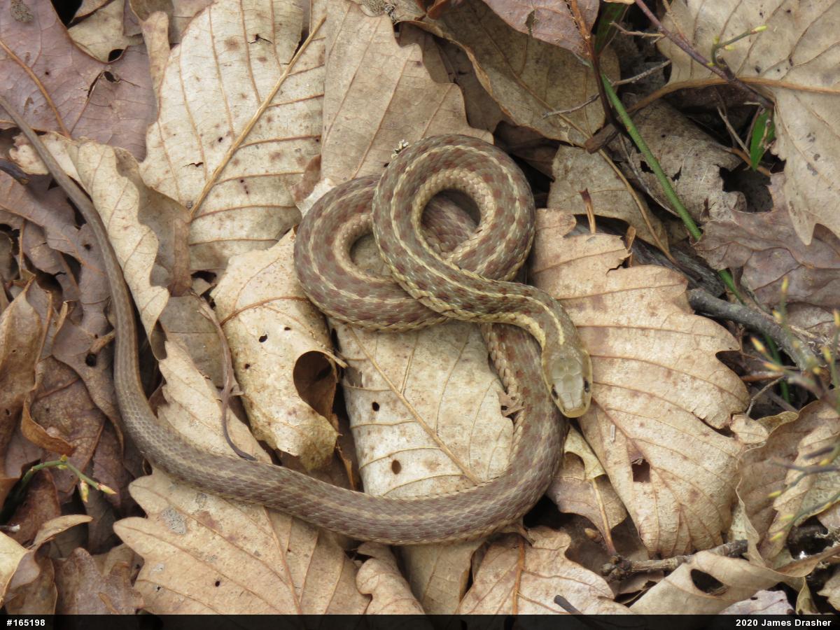Eastern Gartersnake