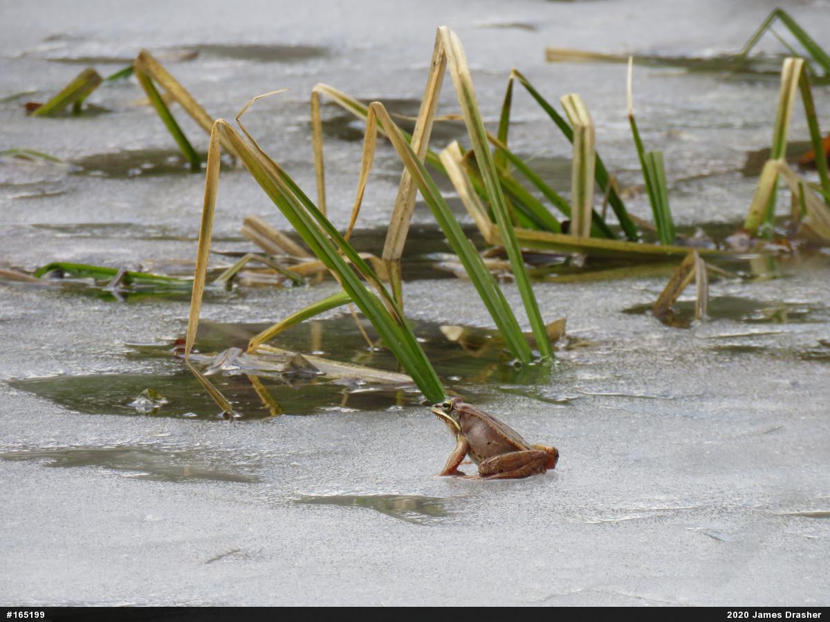 Wood Frog