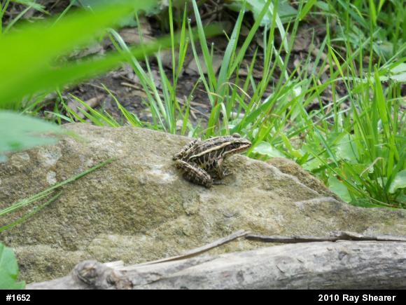 Pickerel Frog