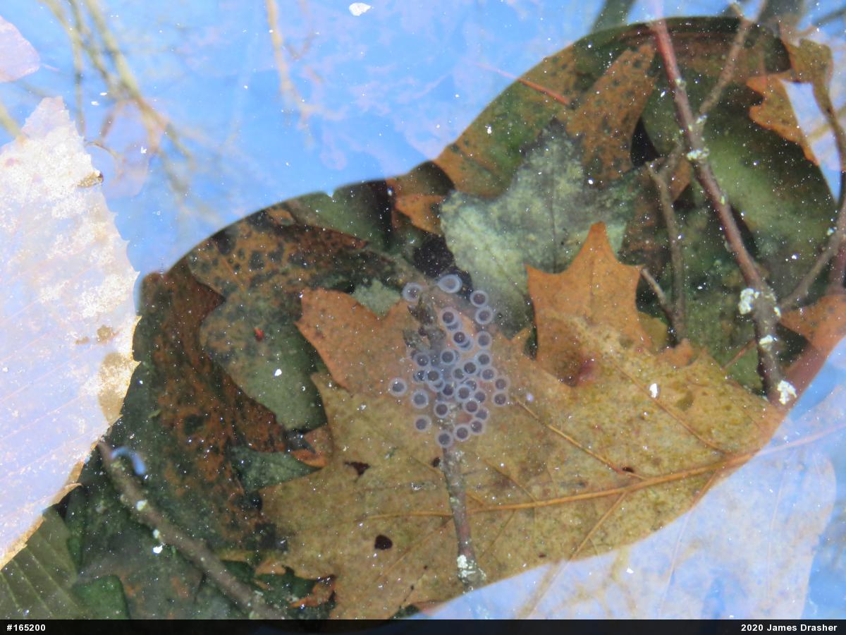 Jefferson Salamander