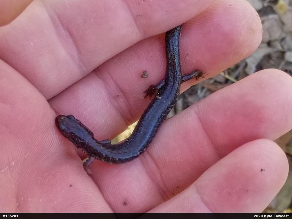Valley And Ridge Salamander