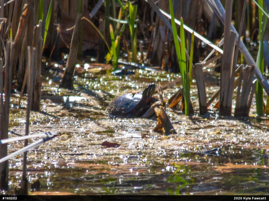 Painted Turtle