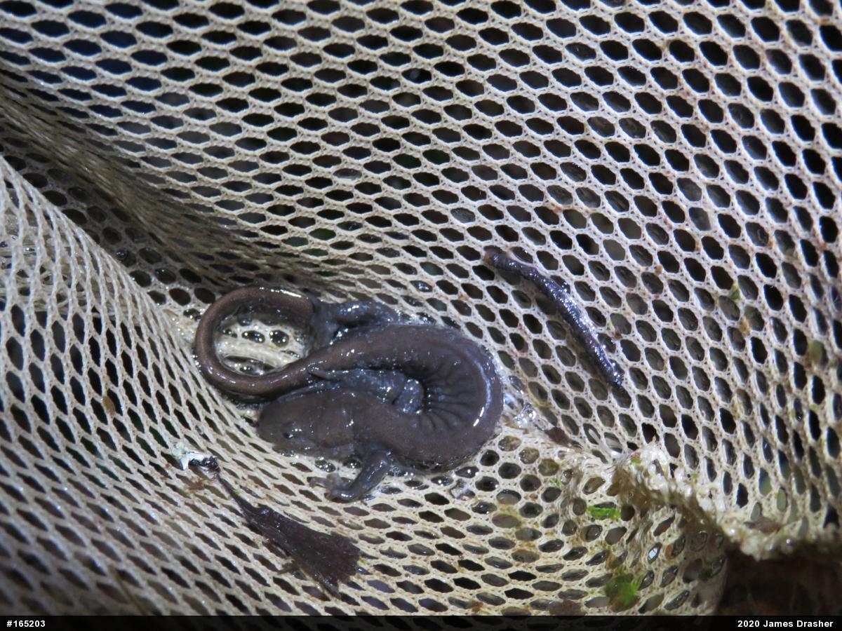 Jefferson Salamander