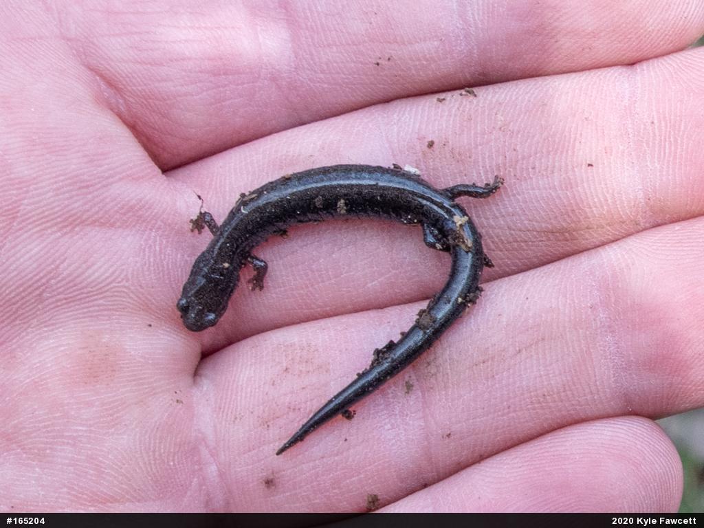 Valley And Ridge Salamander