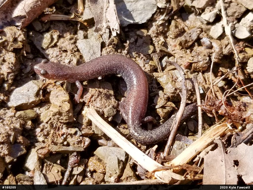 Valley And Ridge Salamander