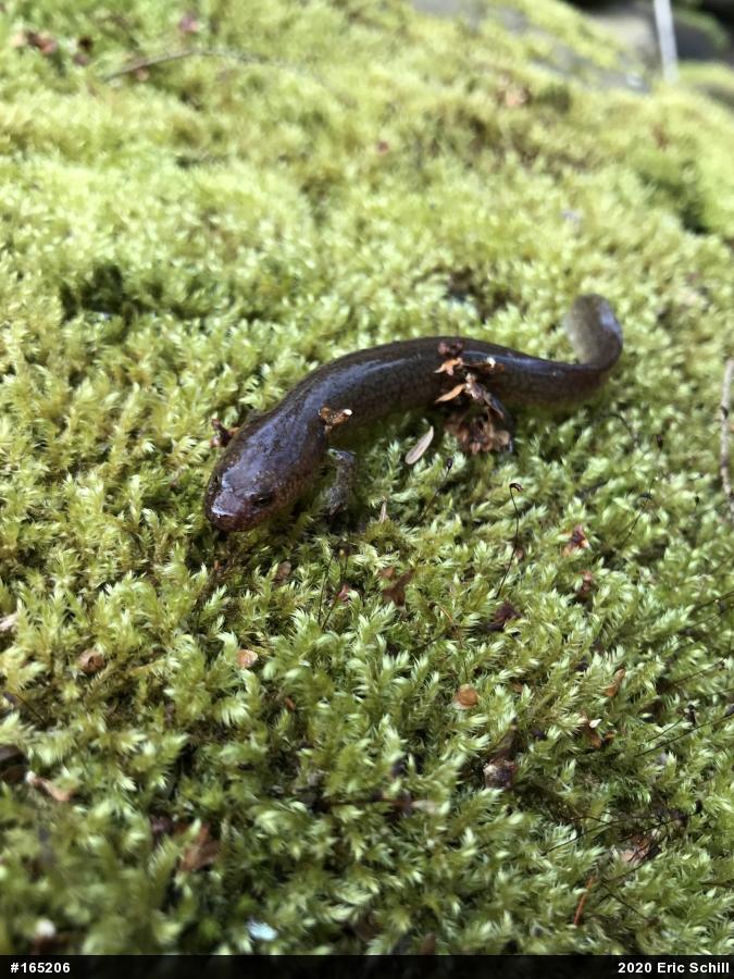 Northern Spring Salamander