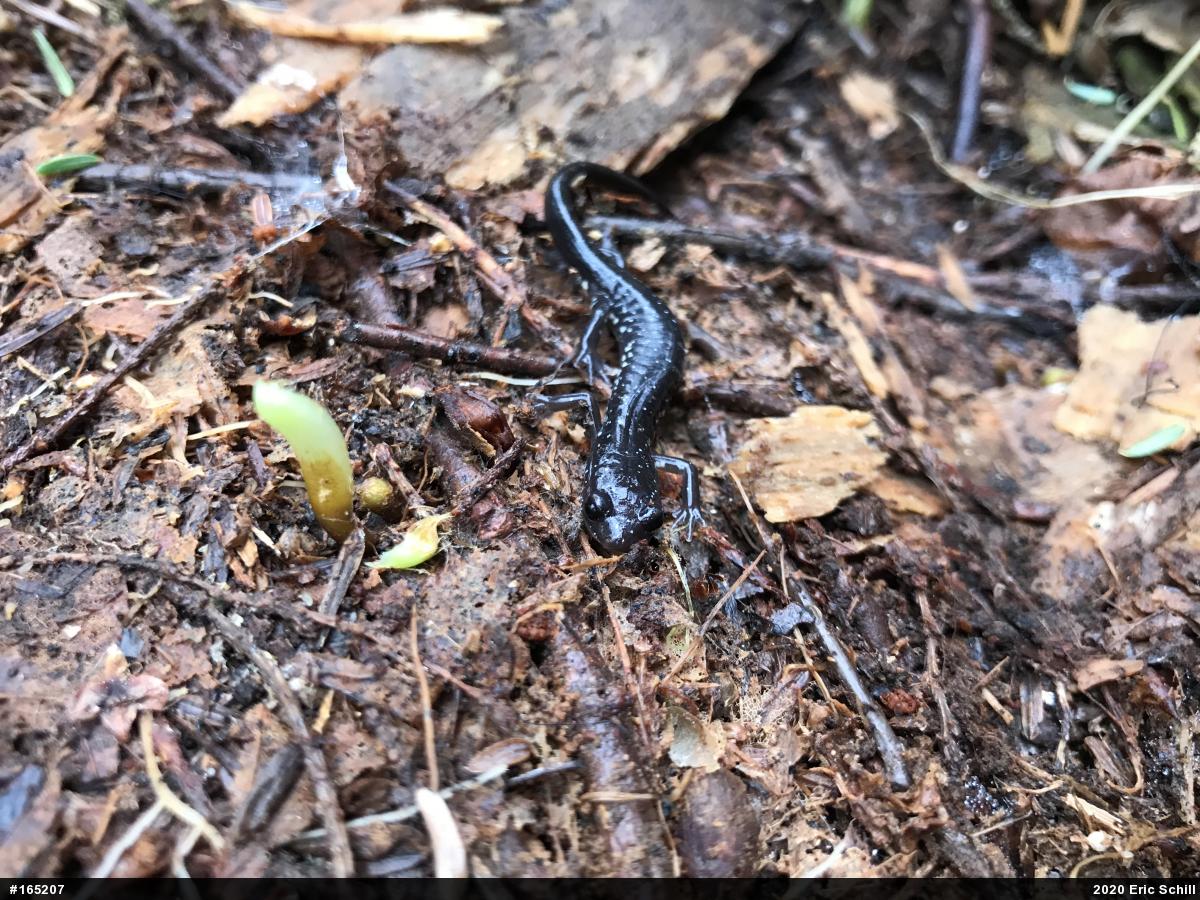 Northern Slimy Salamander