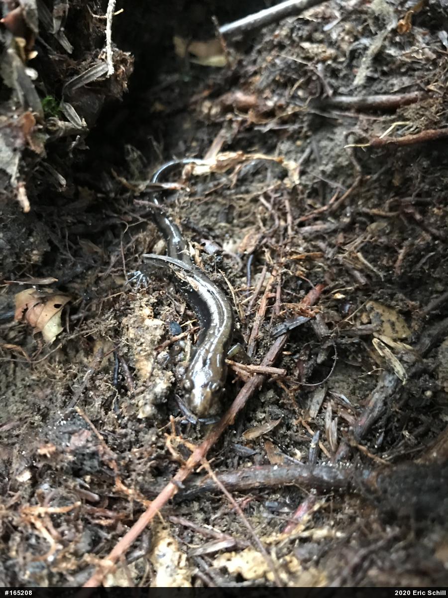 Allegheny Mountain Dusky Salamander