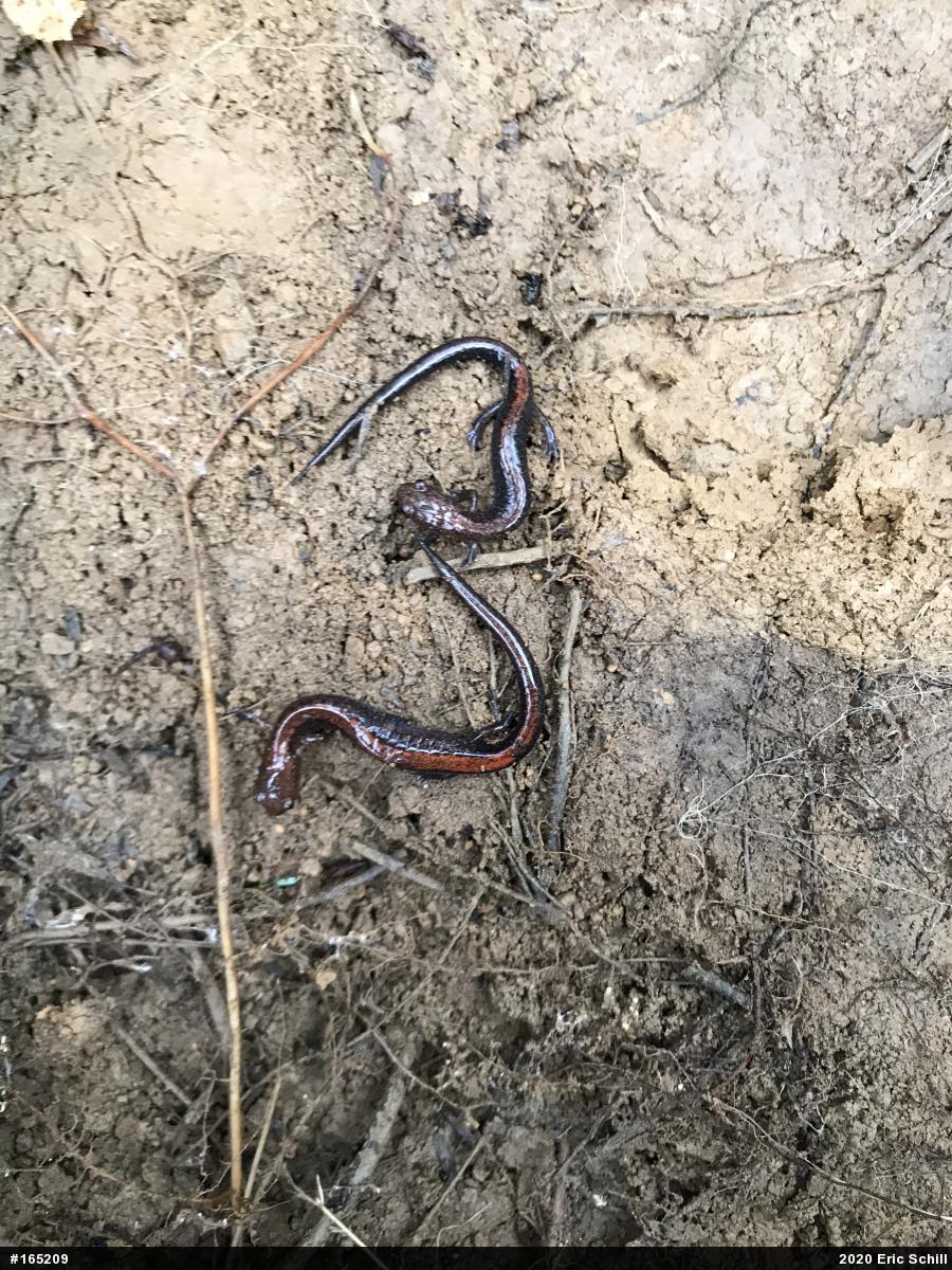 Eastern Red-backed  Salamander