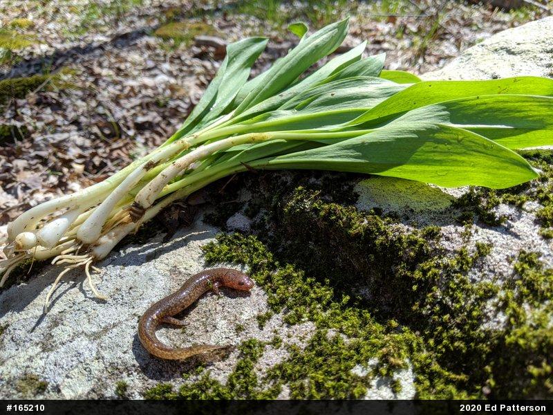 Northern Spring Salamander