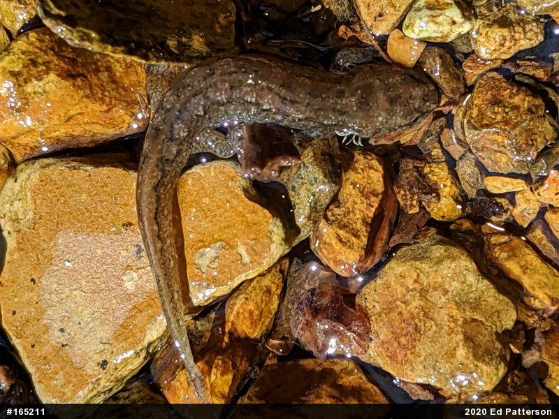 Northern Dusky Salamander