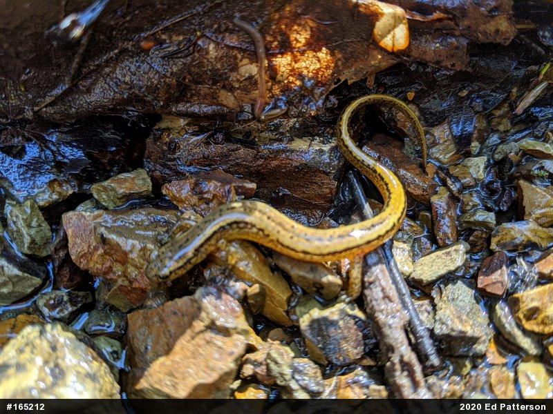 Northern Two-lined Salamander
