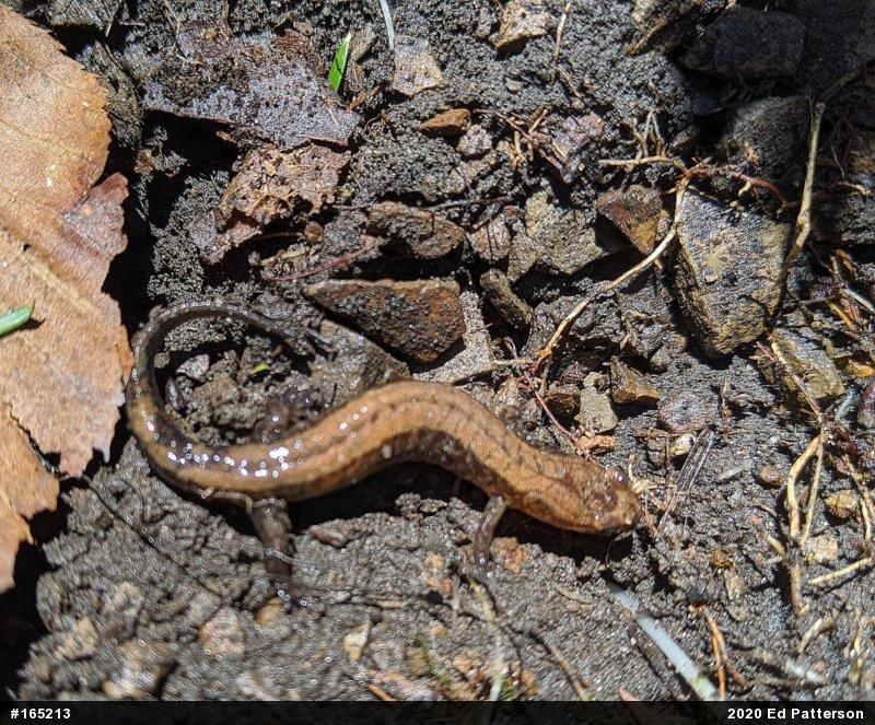 Allegheny Mountain Dusky Salamander