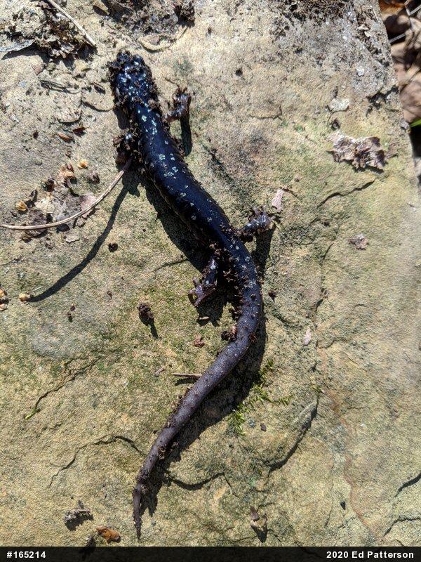 Northern Slimy Salamander