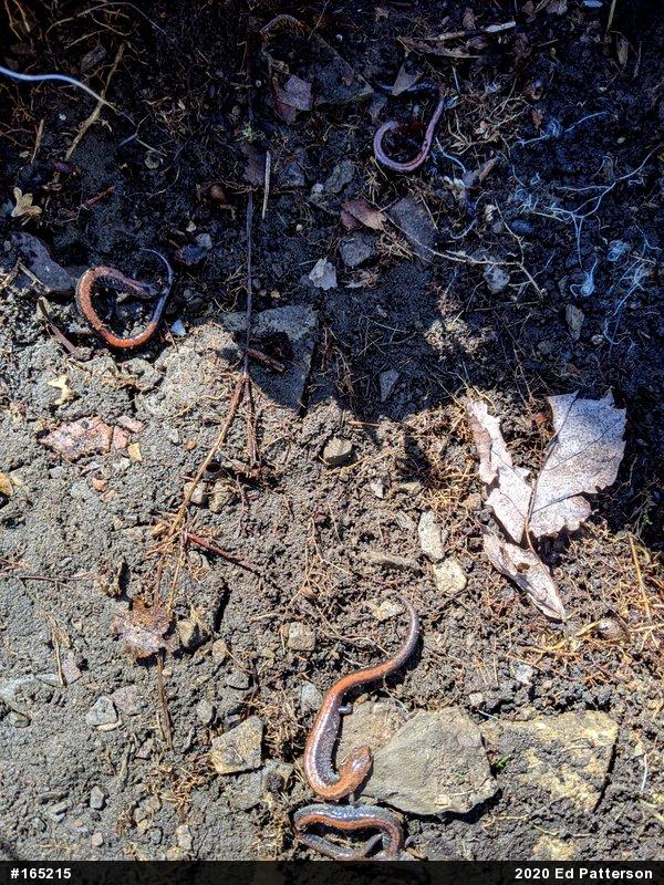 Eastern Red-backed  Salamander