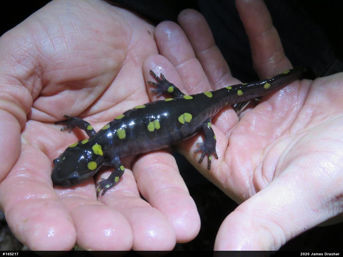 Spotted Salamander