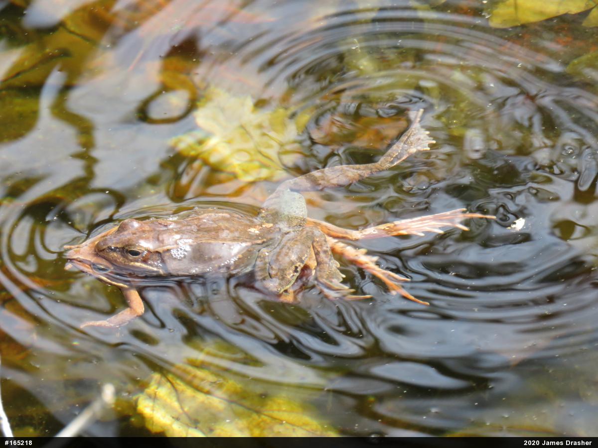 Wood Frog