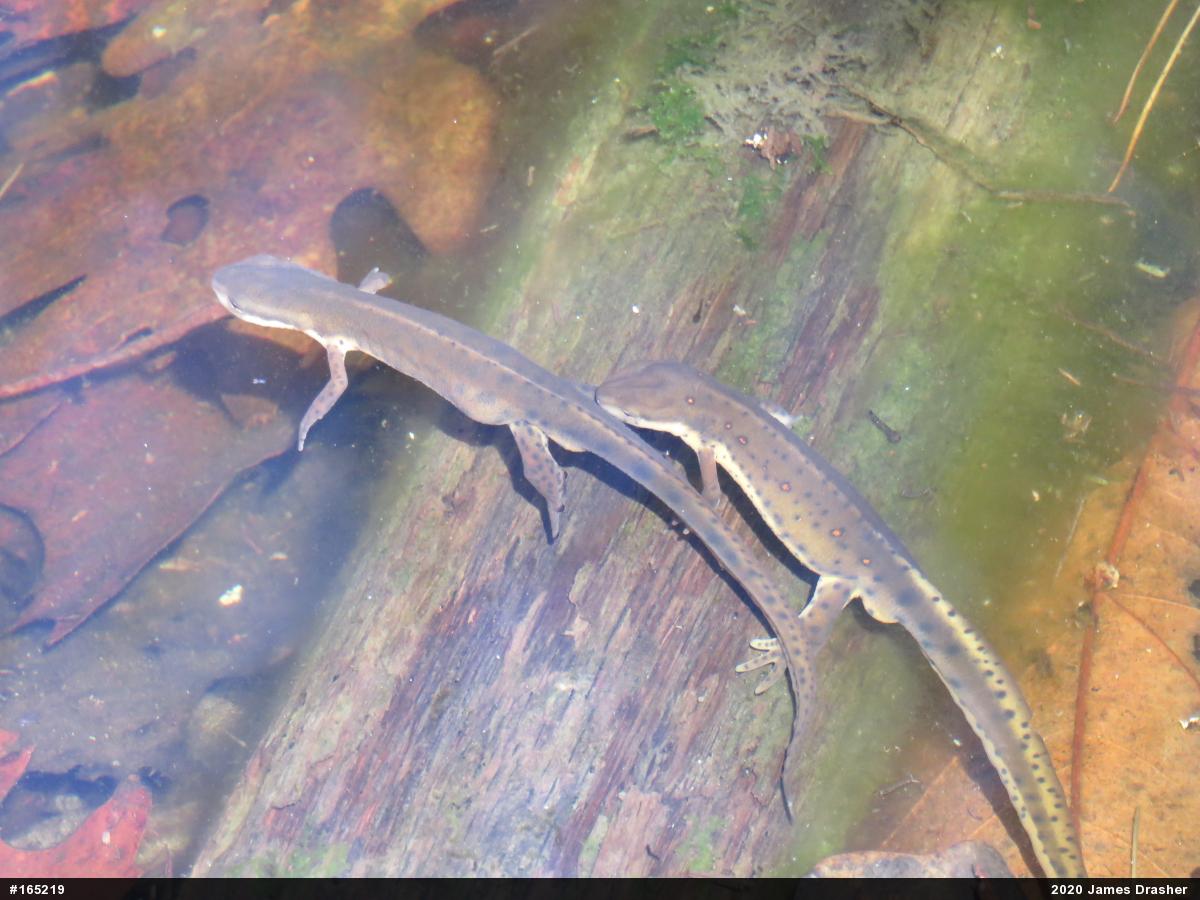 Red-spotted Newt