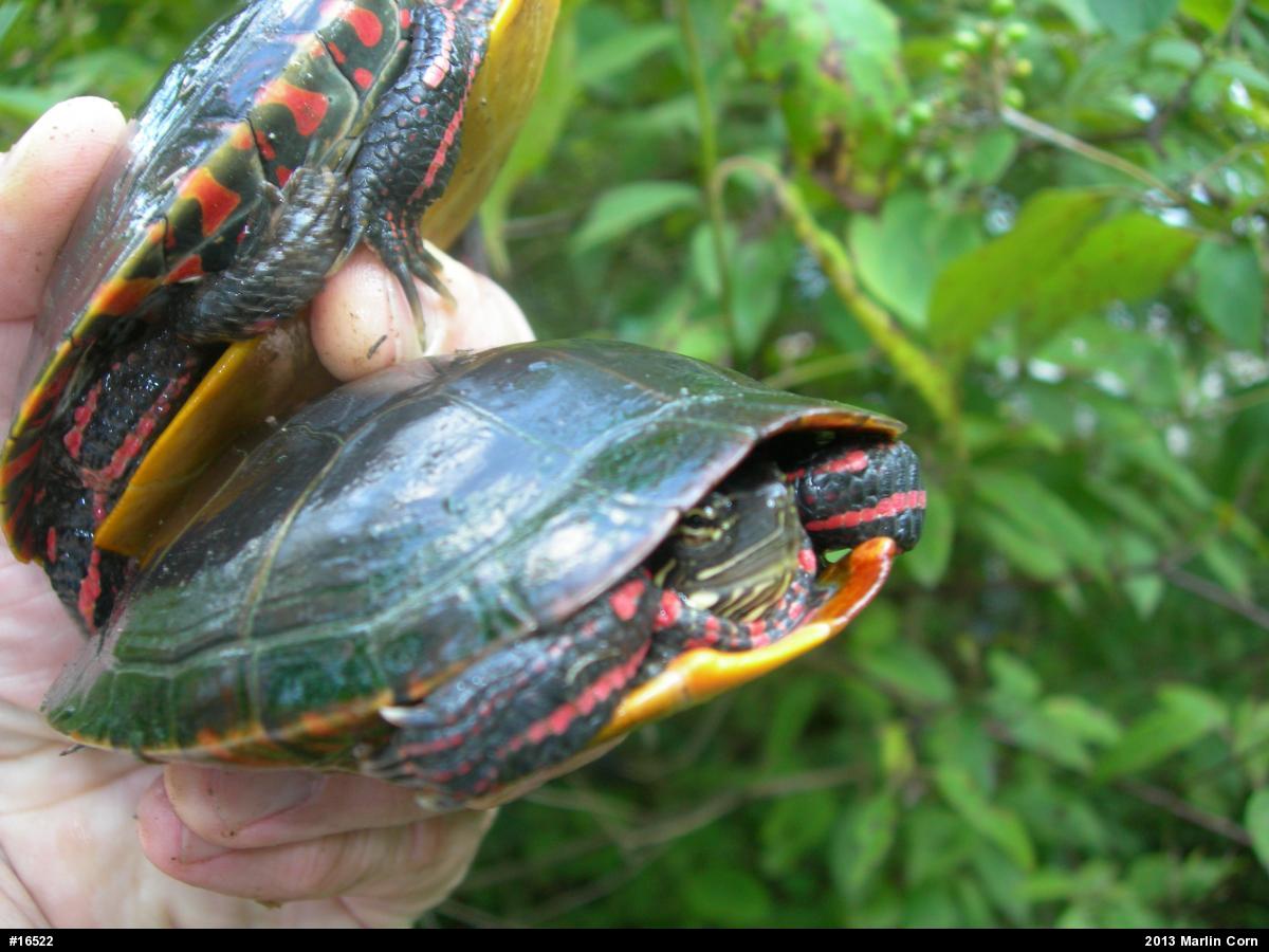 Painted Turtle