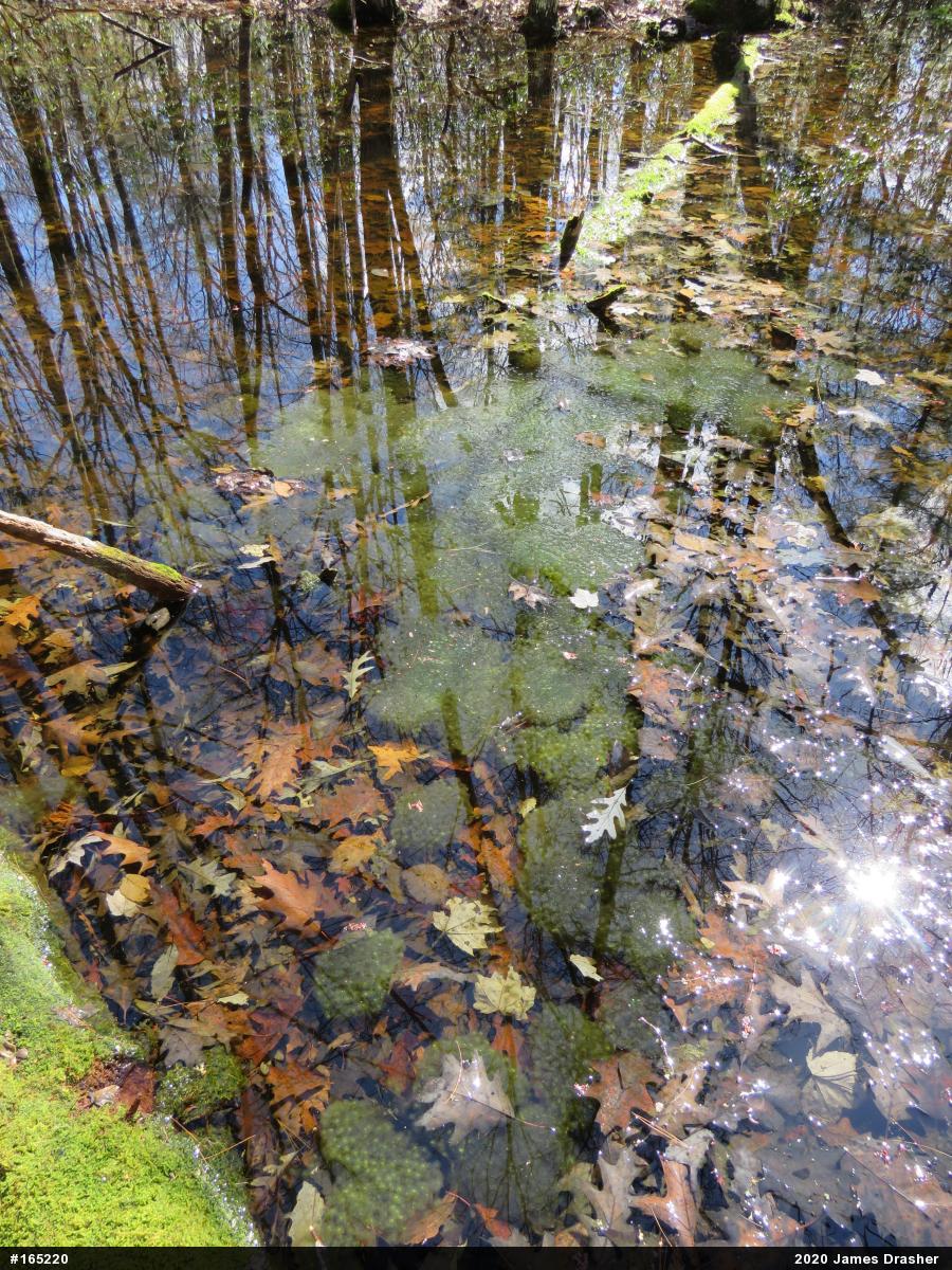 Wood Frog