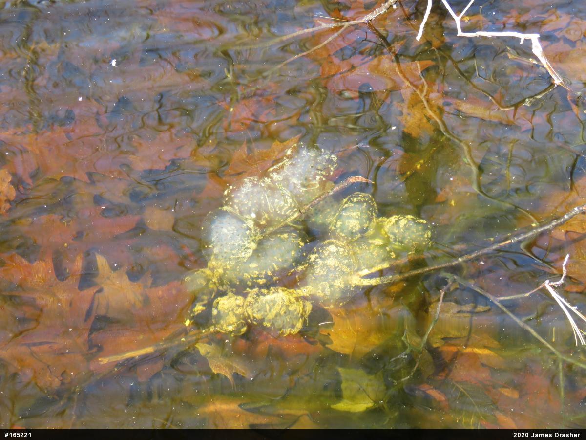 Spotted Salamander