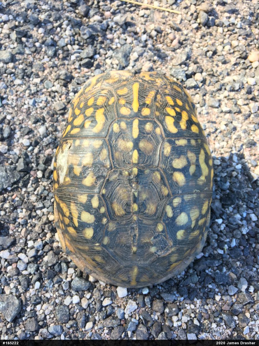 Eastern Box Turtle