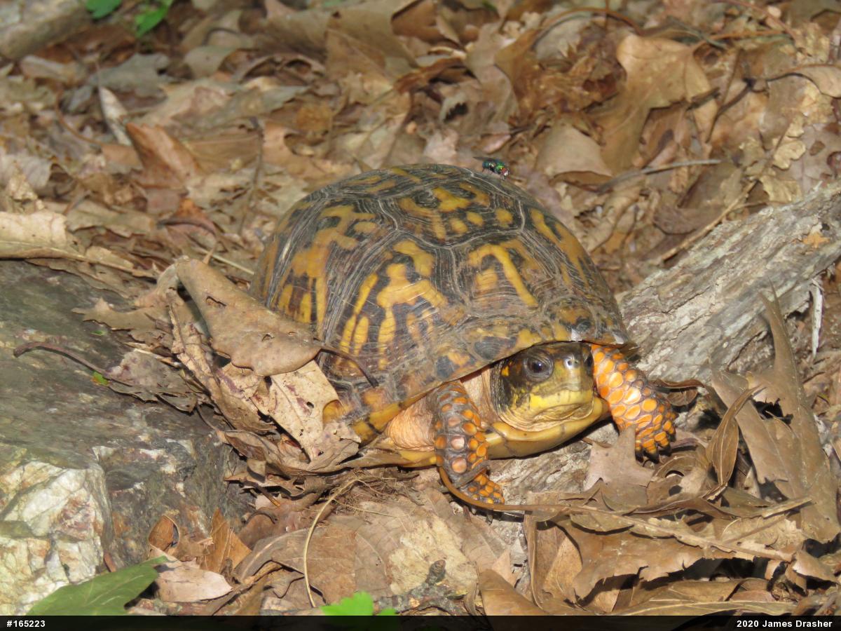 Eastern Box Turtle