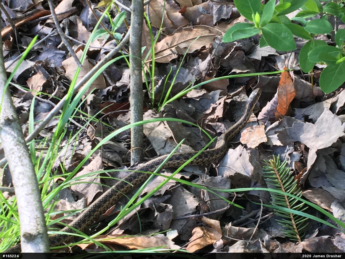 Eastern Gartersnake