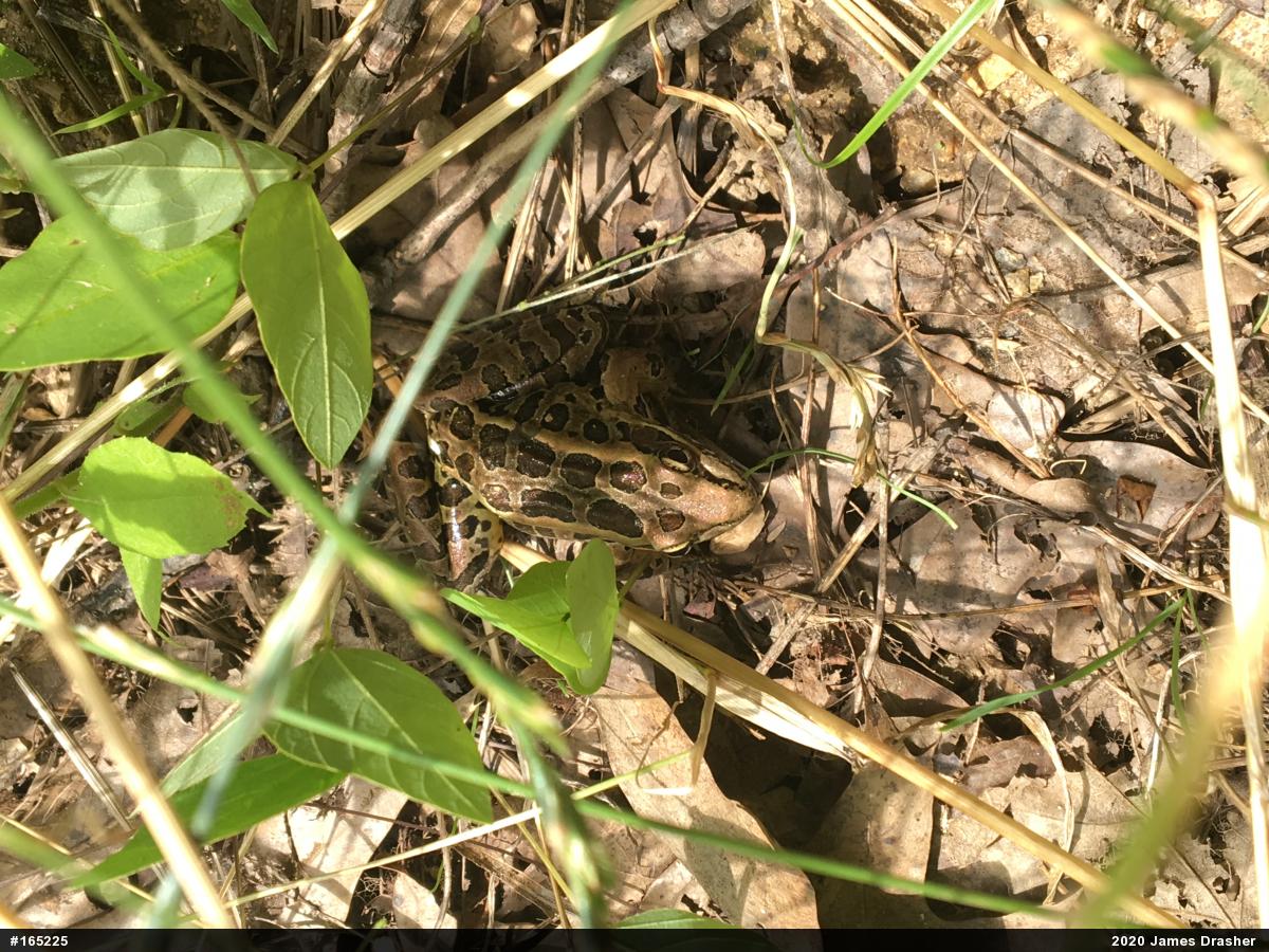 Pickerel Frog