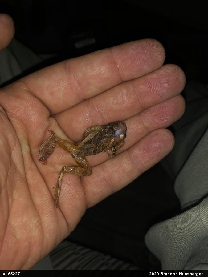 Spring Peeper