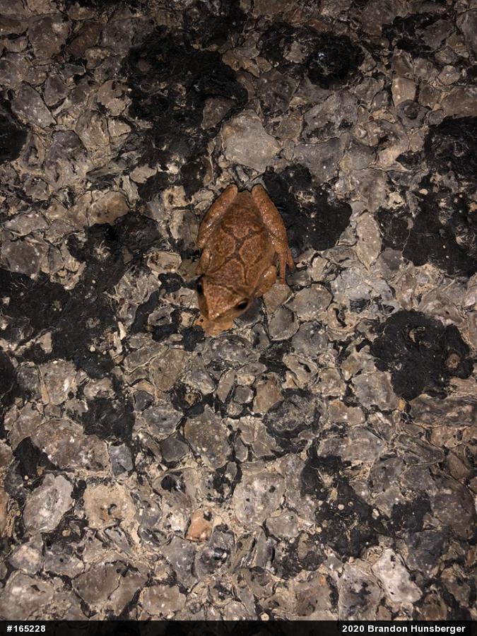 Spring Peeper