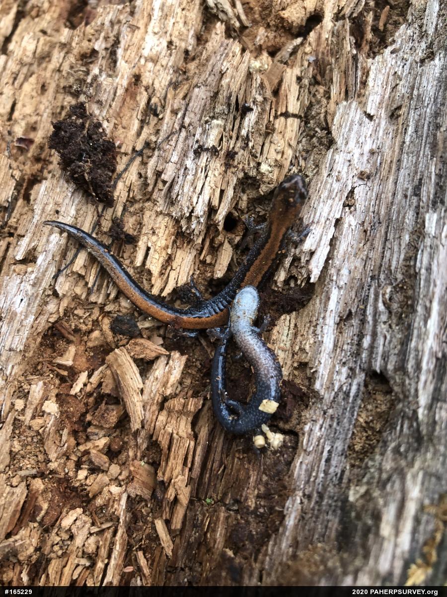 Eastern Red-backed  Salamander