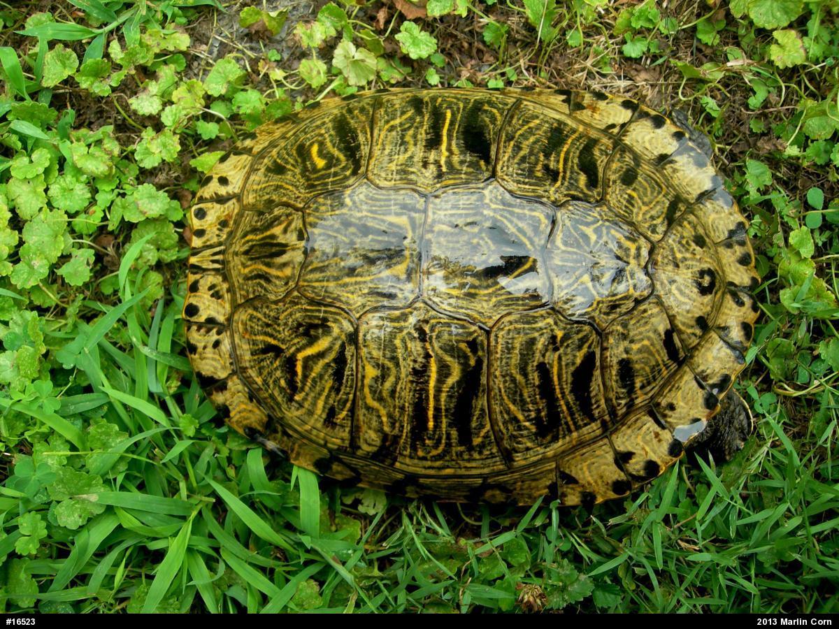 Red-eared Slider