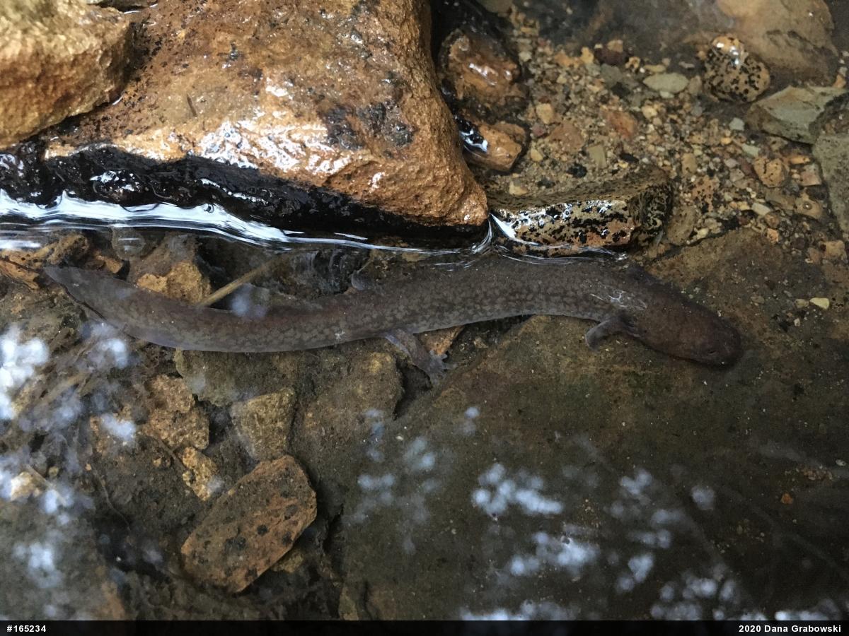 Northern Spring Salamander