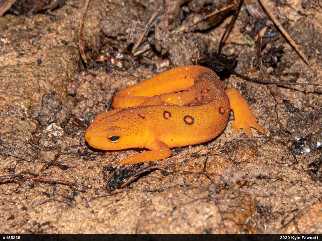 Red-spotted Newt