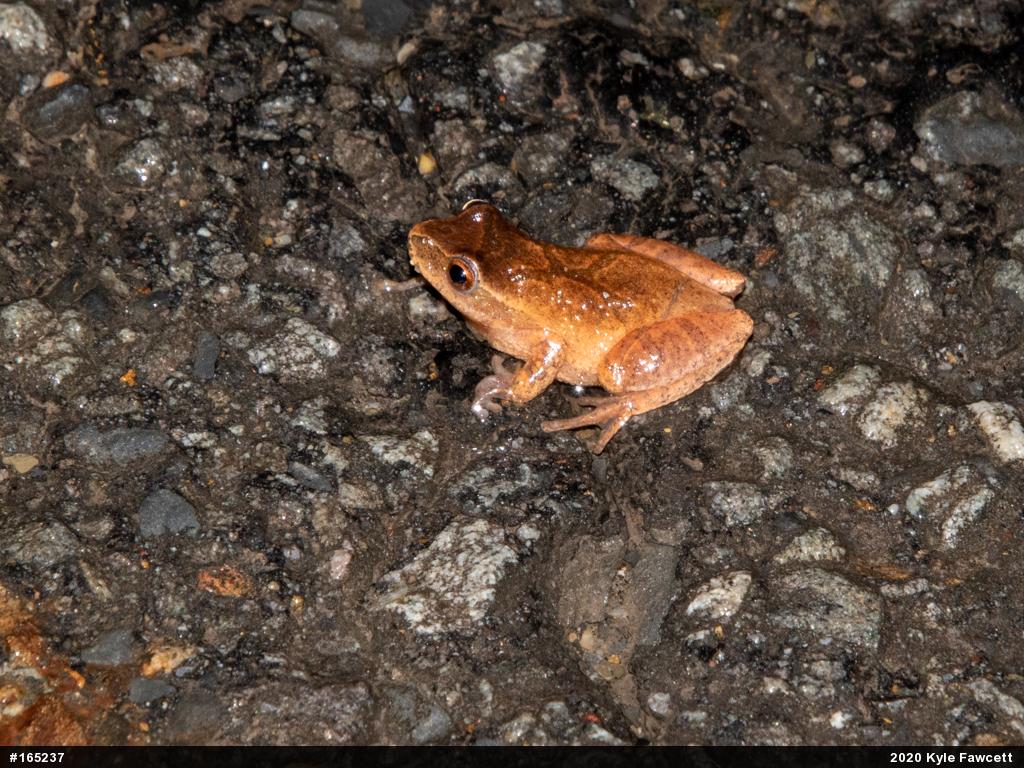 Spring Peeper