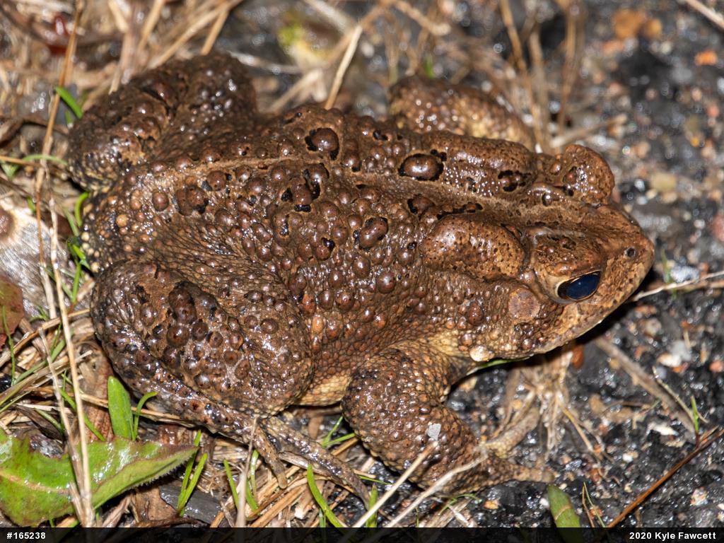 Eastern American Toad