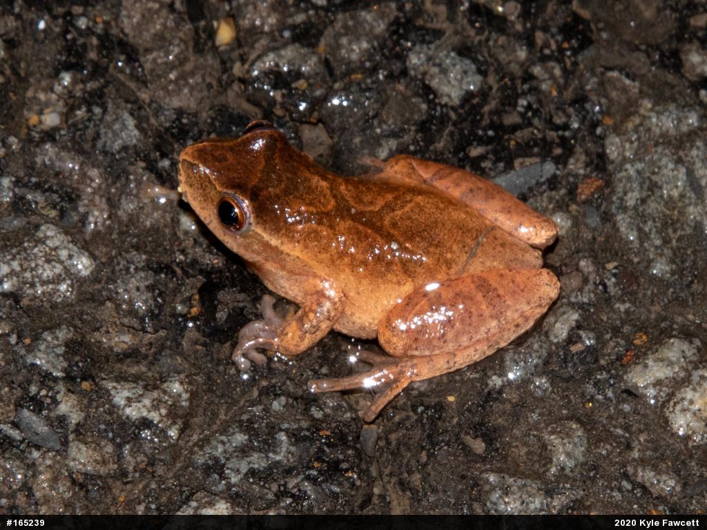Spring Peeper