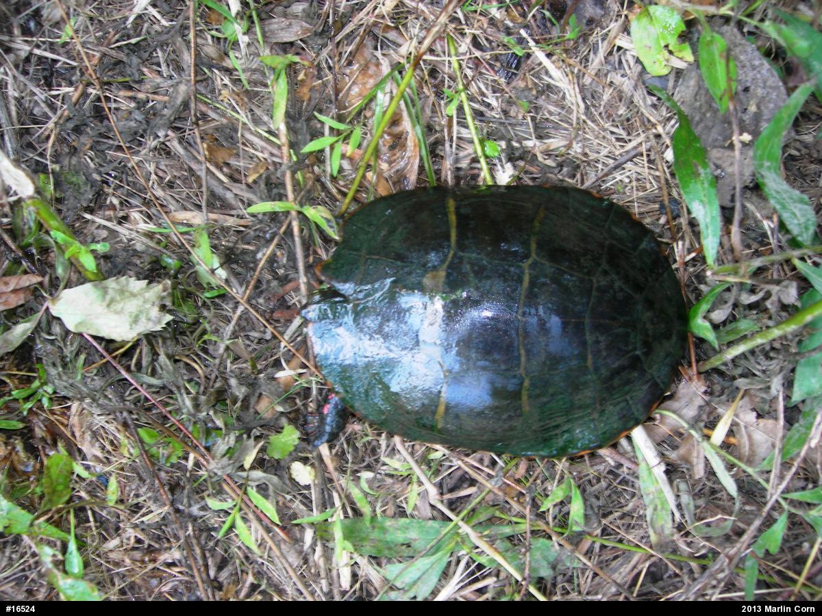 Painted Turtle