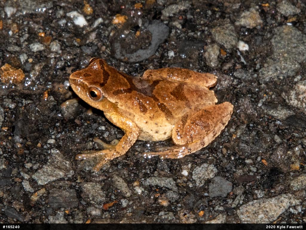 Spring Peeper
